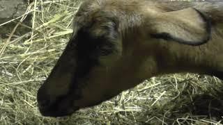 Goat is having a birth and our care for the goat and goatlings