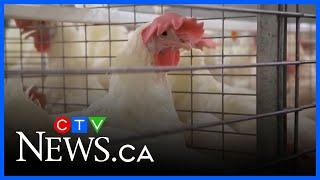 Bird flu cases found among poultry in N.S. county