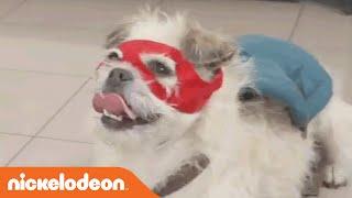 Pets Love Nickelodeon | Nick