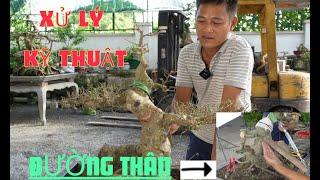 KỸ THUẬT XỬ LÝ ĐƯỜNG THÂN | NamLe Bonsai