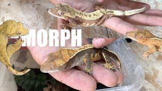 GECO CILIATUS: GUIDA COMPLETA ai MORPH!