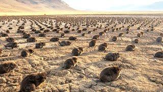 What Happened to the Desert in the U.S. When They Put Thousands of Beavers There