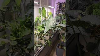 Цветочные новости  27.11.24 #plants #комнатныерастения #shorts