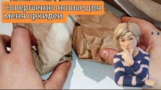 Орхидеи- хотелочки ️