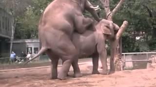 Elephants Mating In a Zoo