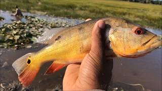 Peacock Bass caught by hand.