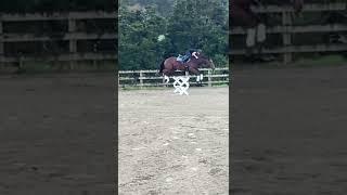 Oops  #newhorse #young #training #equestrian #horses #shorts #fyp #blowup #fall #hurt