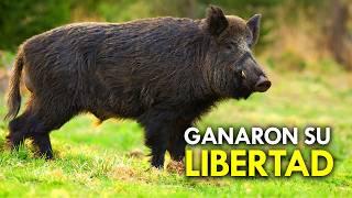 CONOCE a los Animales Que Volvieron de la DOMESTICACIÓN