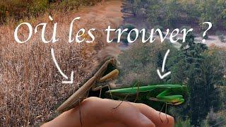 Trouver des mantes religieuses dans la nature