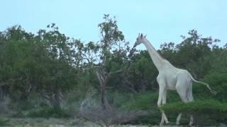 White giraffe