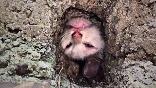 A stray cat got its head stuck in a sewer while trying to cross, howling in pain and awaiting death.