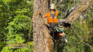 High Country Tree Service - Brevard, NC