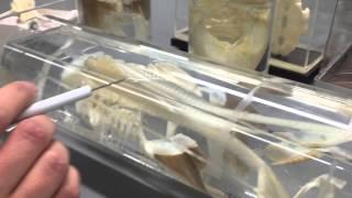 Shark skeleton. Comparative anatomy. Governors State University. Spring 2015