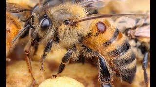Не дорогое средство из аптеки для лечения пчёл от Варроатоза
