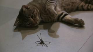 Cat vs Spider