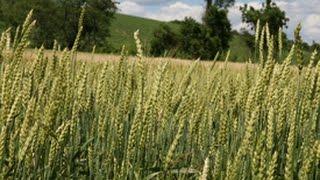 Managing for Soil Health on an Organic Farm - A Farmer's Perspective