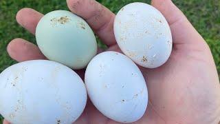 How to make layer mash to get chickens laying eggs again