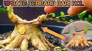 UPDATE BAHAN BONSAI SANCANG DARI NOL MASUK KE TAHAPAN PREMNA MICROPHYLLA