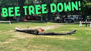 I Got a Free BEE TREE! Texas Tree Climbing Championship