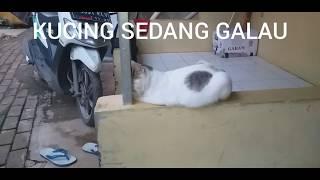 HANYA KUCING  **AJAIB**  YANG TIDURNYA SEPERTI INI