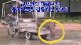 【Flood】A Dog Moved China. 천년만의 대홍수 속 중국인들을 감동시킨 강아지