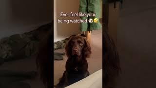 That feeling you’re being watched #dog #funny #shorts #youtubeshorts