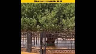 History of Sahabi Tree #shorts #facts #history