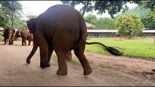 Handicap Elephant "Thai Koon" React To Her Friend Voice And Run To Company With Them - ElephantNews