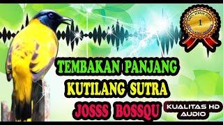 Suara Burung Kutilang Sutra Tembakan Yang Bagus & Panjang Untuk Masteran