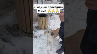 Эти голодные глаза  В такие морозы для них это вопрос жизни !!!  Накормил брошенную собачку