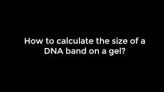 How to calculate the size of a DNA band on a gel?