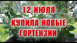 12 июля.  Купила новые гортензии