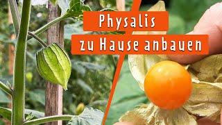 Physalis im Garten anbauen, ernten und Samen gewinnen