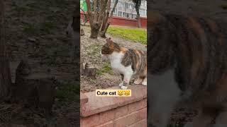 kucing,cat, cute cat#shorts #trending #viral #cuteanimals