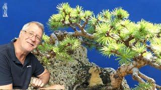 Here's What You Don't Know About Larch Bonsai - and a bit more too.