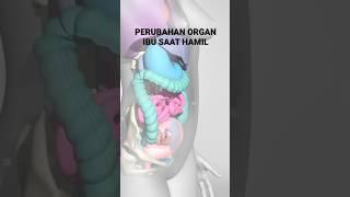 Perubahan organ tubuh ibu saat hamil #tipskesehatan #pregnancy #baby