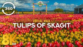 8K Virtual Walk at Skagit Valley Flower Farm – 360° VR Tulip Festival Experience (+ Relaxing Music)