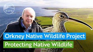 People in Orkney talk about  its native wildlife and how a pioneering project is working to save it.