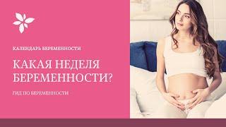 Срок Беременности Какая Неделя Беременности ?