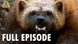 Wild America | S9 E10 'Wolverine Country' | Wild America Animal Channel