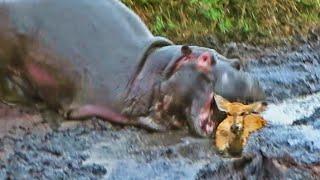 Hippo Crushes Buck That's Stuck in Mud After Wild Dogs Chased It!