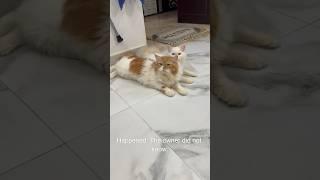 billu ka new home  #cat #catcomedy #catvideo #viralcat #cats