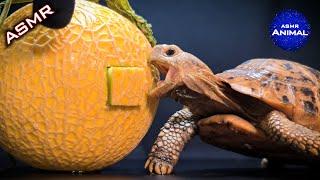 ASMR Mukbang Eating Melon  Turtle Tortoise 82