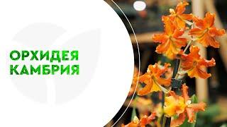 КУПИТЬ САЖЕНЕЦ ОРХИДЕИ | Agro-Market.ua