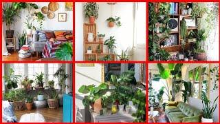 Indoor garden idea | indoor plants for interior | house interior | interior with faiz |