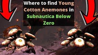 Where to get Young Cotton Anemones in Subnautica Below Zero