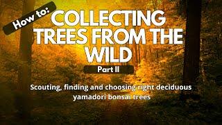 Collecting Bonsai Trees From The Wild: Scouting and Finding Deciduous Yamadori