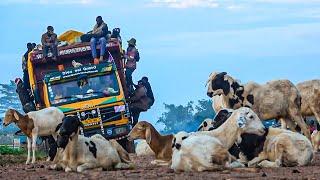 In Central Africa, Risk Is a Way of Life | Deadliest Journeys