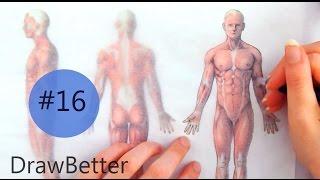 --DrawBetter-- L16: Bones, Muscles and Joints