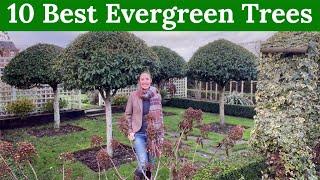 10 Best Evergreen Trees for year round structure